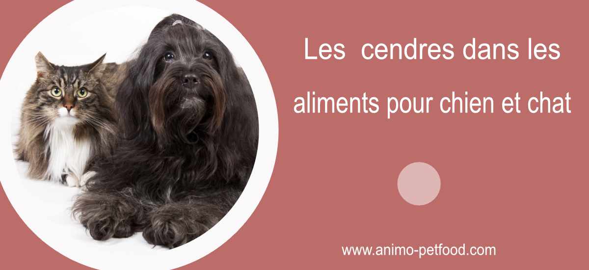 taux-de-cendres-dans-les-aliments-pour-chien-et-chat